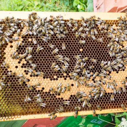 Bee Colony (Frames Only – No Hive Box)